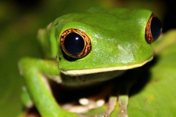 Сайт кракен что это такое