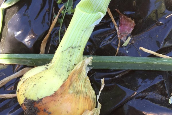 Ошибка на сервере кракен