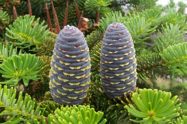 Кракен это современный даркнет маркетплейс