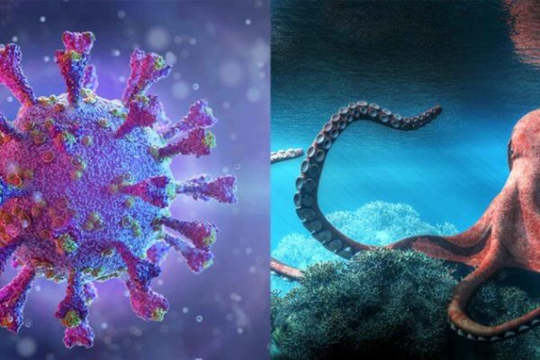 Кракен это что за магазин