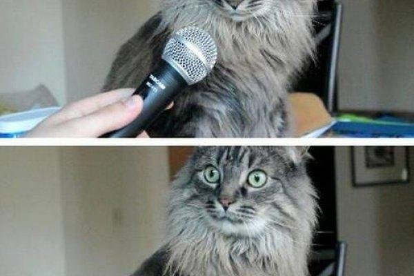 Кракен наркоплейс