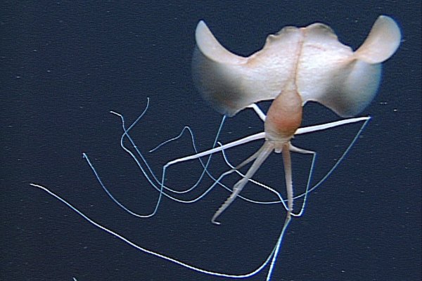 Сайты по продаже наркотиков